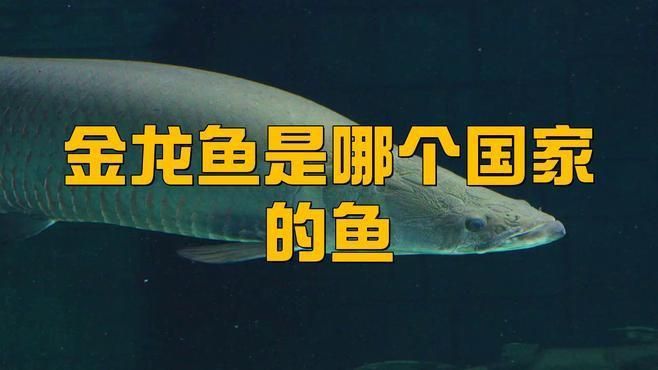 野生金龍魚生活在哪里