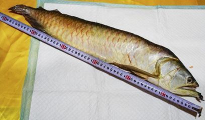 金龍魚40公分一天喂多少【金龍魚40公分一天喂多少公分金龍魚40公分喂食標(biāo)準(zhǔn)】