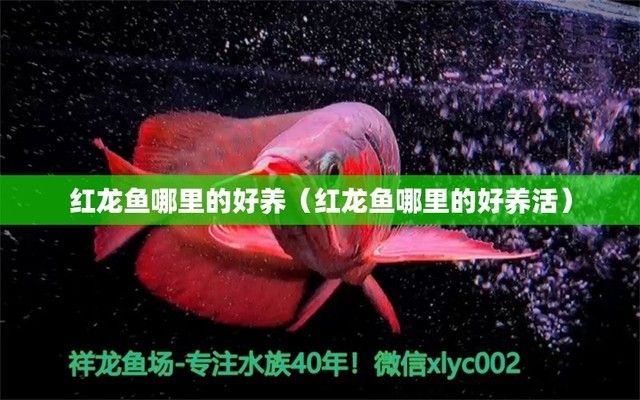 紅龍魚拍賣價格記錄怎么查的出來呢（紅龍魚拍賣價格記錄怎么查的出來呢視頻）