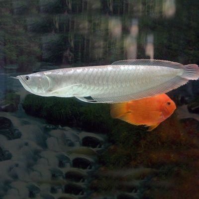白子龍魚簡介（白子龍魚與其他龍魚比較，如何提高白子龍魚顯色度？）