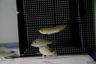 龍魚多久可以繁殖出來：龍魚多久可以繁殖出來繁殖出來，龍魚多久可以繁殖出來