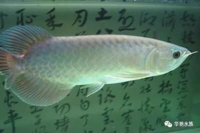 黑龍魚有幾個(gè)品種？：黑龍魚的體型與銀龍相似，