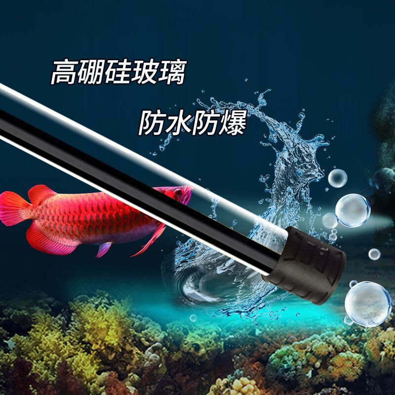 養(yǎng)龍魚需要小夜燈嗎為什么：養(yǎng)龍魚需要小夜燈嗎