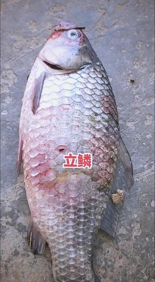 龍魚常見病圖解大全