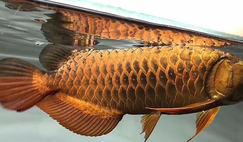 龍魚常見病圖解大全