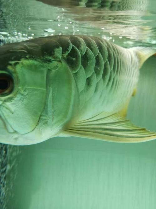 龍魚常見病圖解大全