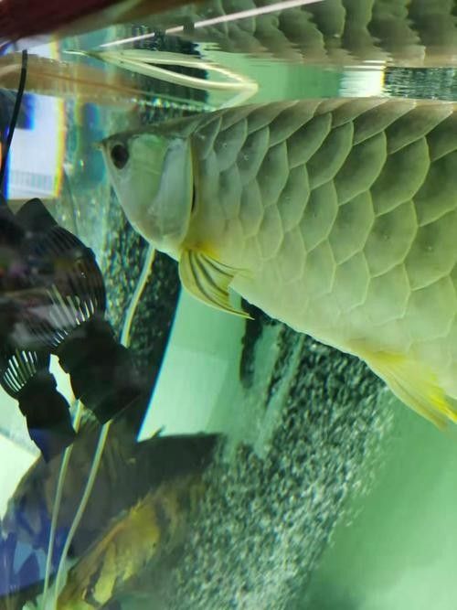 龍魚常見病圖解大全