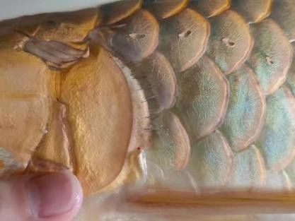 龍魚常見病圖解大全