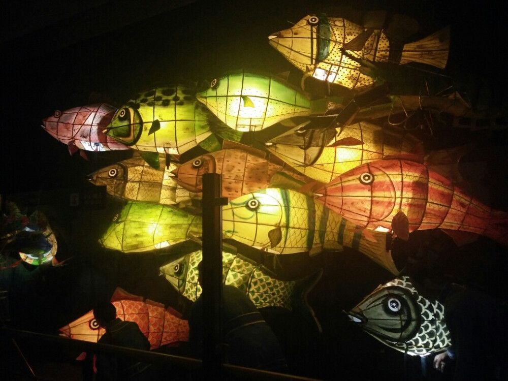 養龍魚燈需要一直開嗎（養龍魚的燈光并不需要一直開著，取決于幾個關鍵因素）