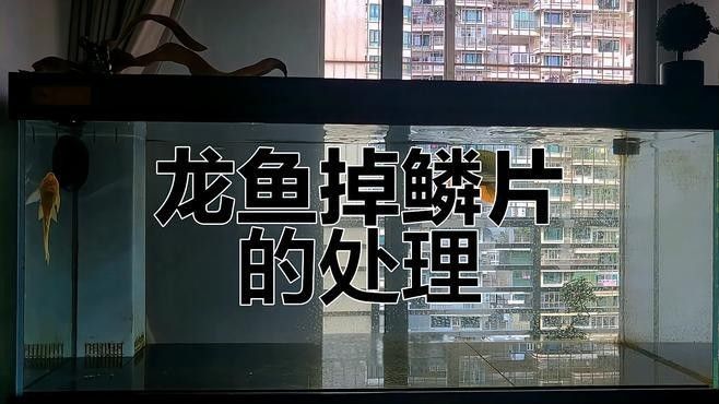 龍魚脫鱗怎么辦