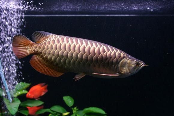 龍魚鱗片松動會自愈嗎？