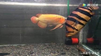 養三條龍魚會打架嗎（養三條龍魚會發生打架嗎？）