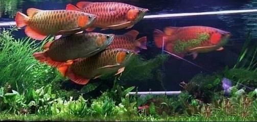 養(yǎng)三條龍魚會(huì)打架嗎（養(yǎng)三條龍魚會(huì)發(fā)生打架嗎？）