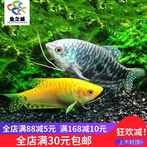 萬龍魚百度百科大全圖
