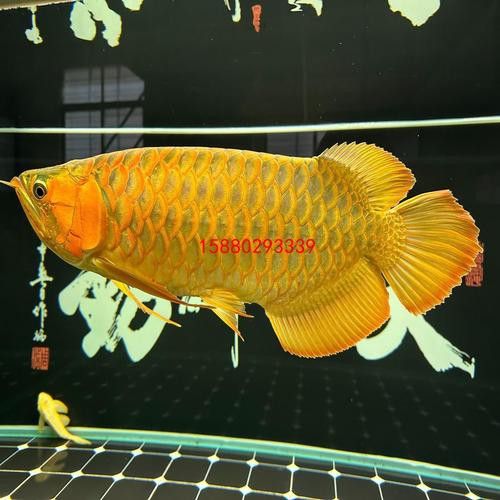 萬(wàn)龍魚(yú)百度百科大全圖