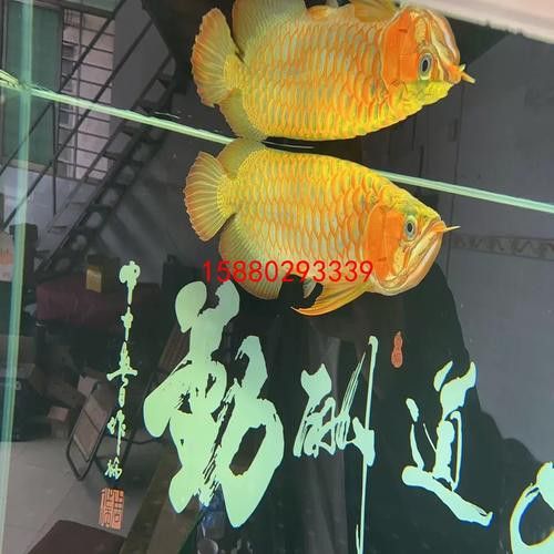 萬(wàn)龍魚(yú)百度百科大全圖