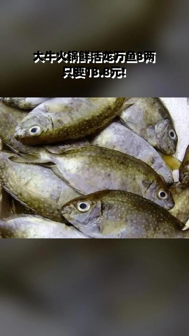 萬(wàn)龍魚(yú)百度百科大全圖