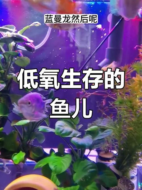 萬(wàn)龍魚(yú)百度百科大全圖