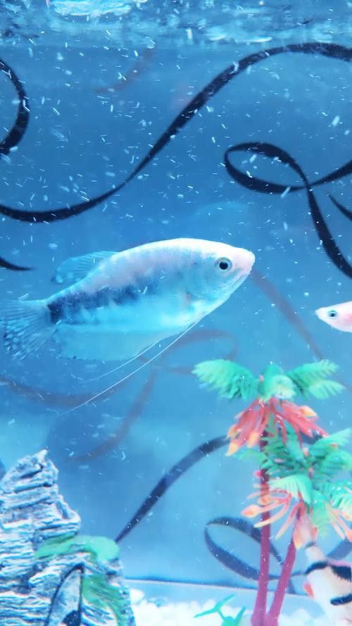 萬(wàn)龍魚(yú)百度百科大全圖