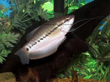 萬(wàn)龍魚(yú)百度百科大全圖