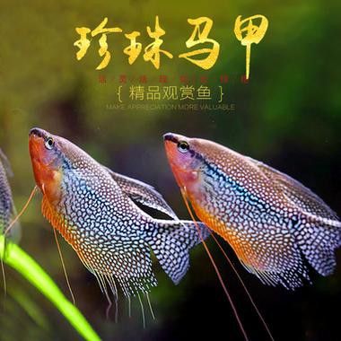 萬(wàn)龍魚(yú)百度百科大全圖