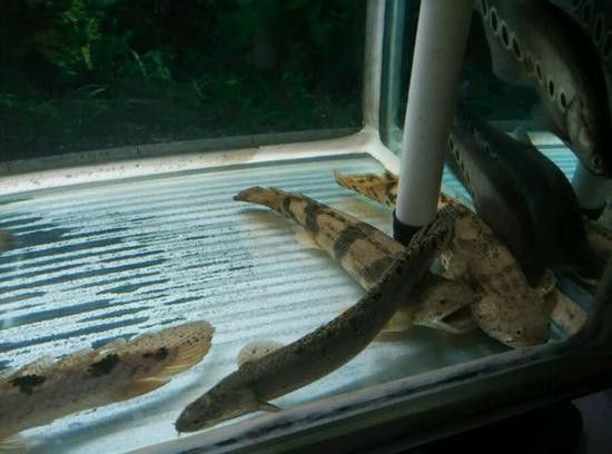 虎斑恐龍魚繁殖方法和技巧圖片大全