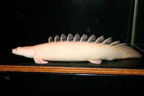 虎斑恐龍魚繁殖方法和技巧圖片大全