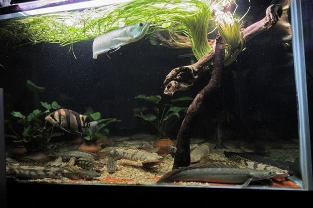 虎斑恐龍魚繁殖方法和技巧圖片大全