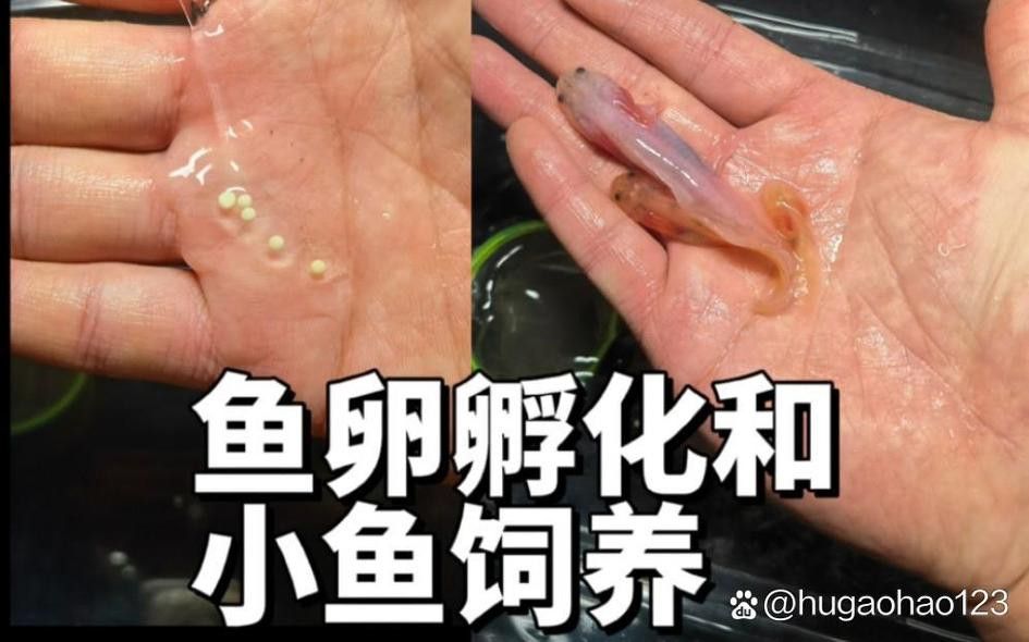 虎斑恐龍魚繁殖方法和技巧圖片大全