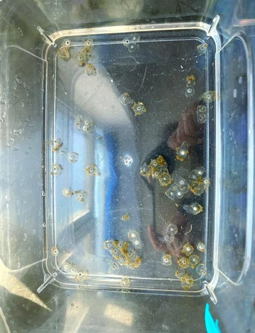 虎斑恐龍魚繁殖方法和技巧圖片大全