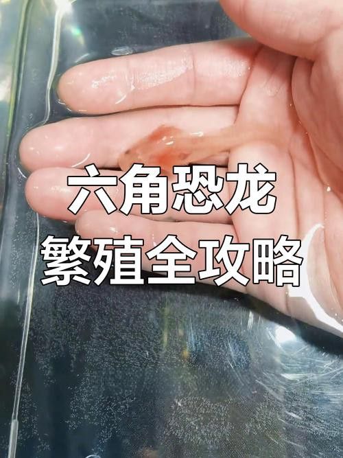 虎斑恐龍魚繁殖方法和技巧圖片大全