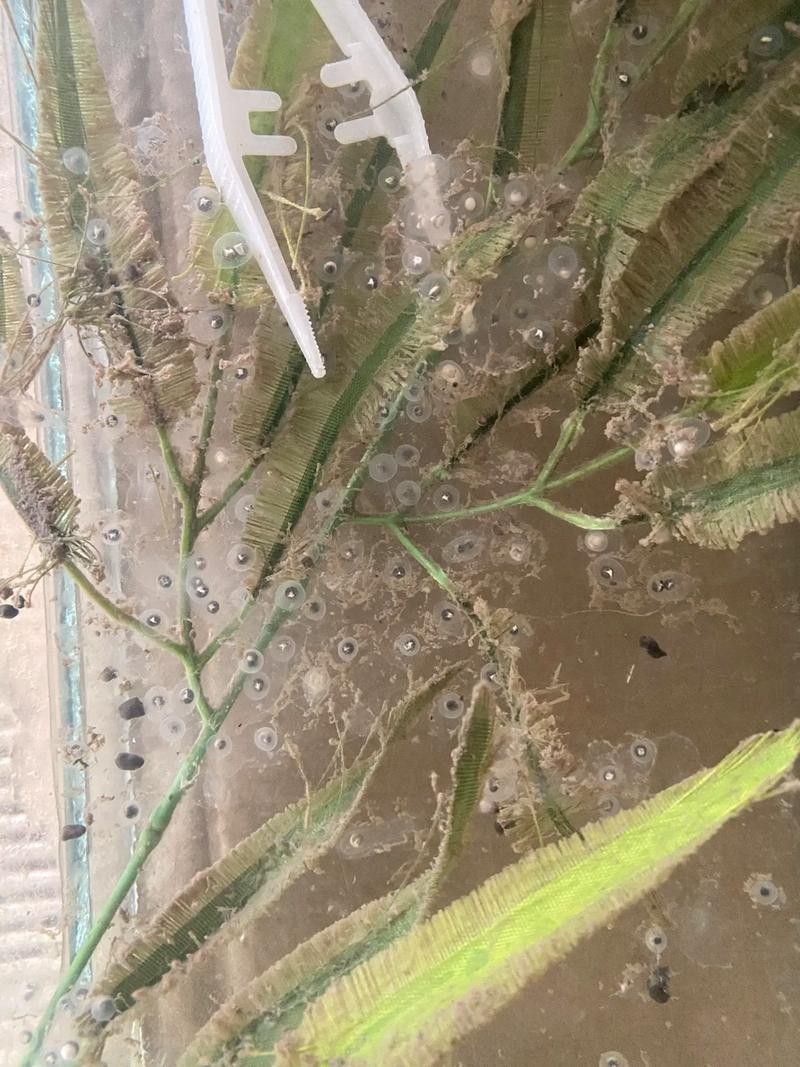 虎斑恐龍魚繁殖方法和技巧圖片大全