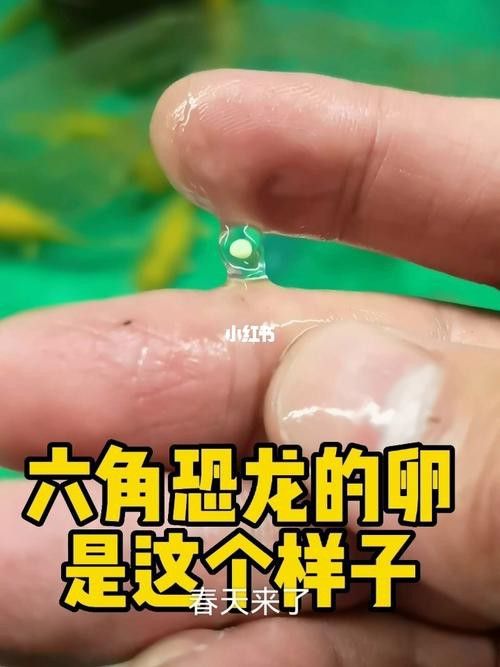 虎斑恐龍魚繁殖方法和技巧圖片大全