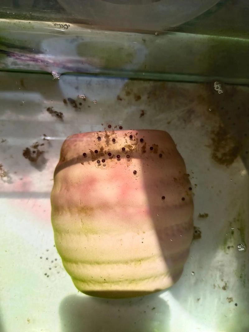 虎斑恐龍魚繁殖方法和技巧圖片大全