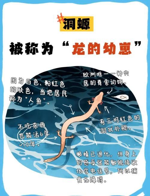 虎斑恐龍魚繁殖方法和技巧圖片大全