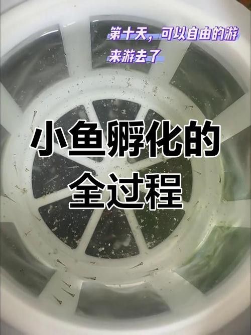 虎斑恐龍魚繁殖方法和技巧圖片大全