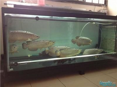 金龍魚和什么魚混養最好養活：金龍魚和什么魚混養