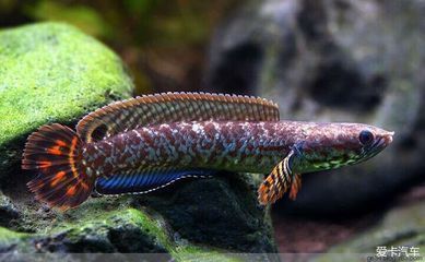 七星魚和雷龍魚的區別在哪（七星魚和雷龍魚在外觀、生活環境、飼養難度、繁殖習性和經濟價值）