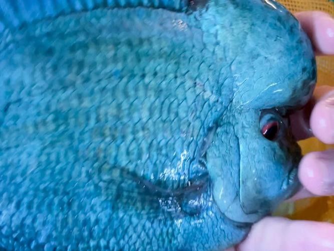龍魚和水虎魚能混養嗎圖片