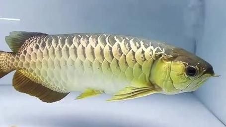 龍魚和水虎魚能混養嗎圖片