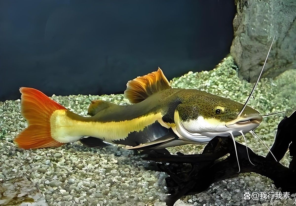 雷龍魚可以和其他什么魚混養？