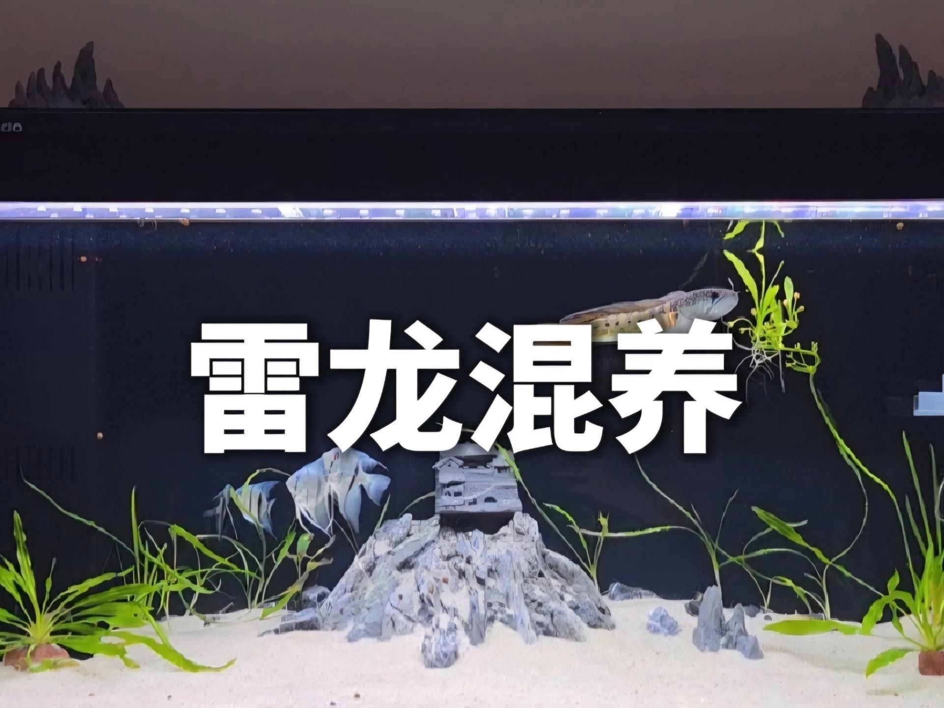 雷龍魚可以和其他什么魚混養？