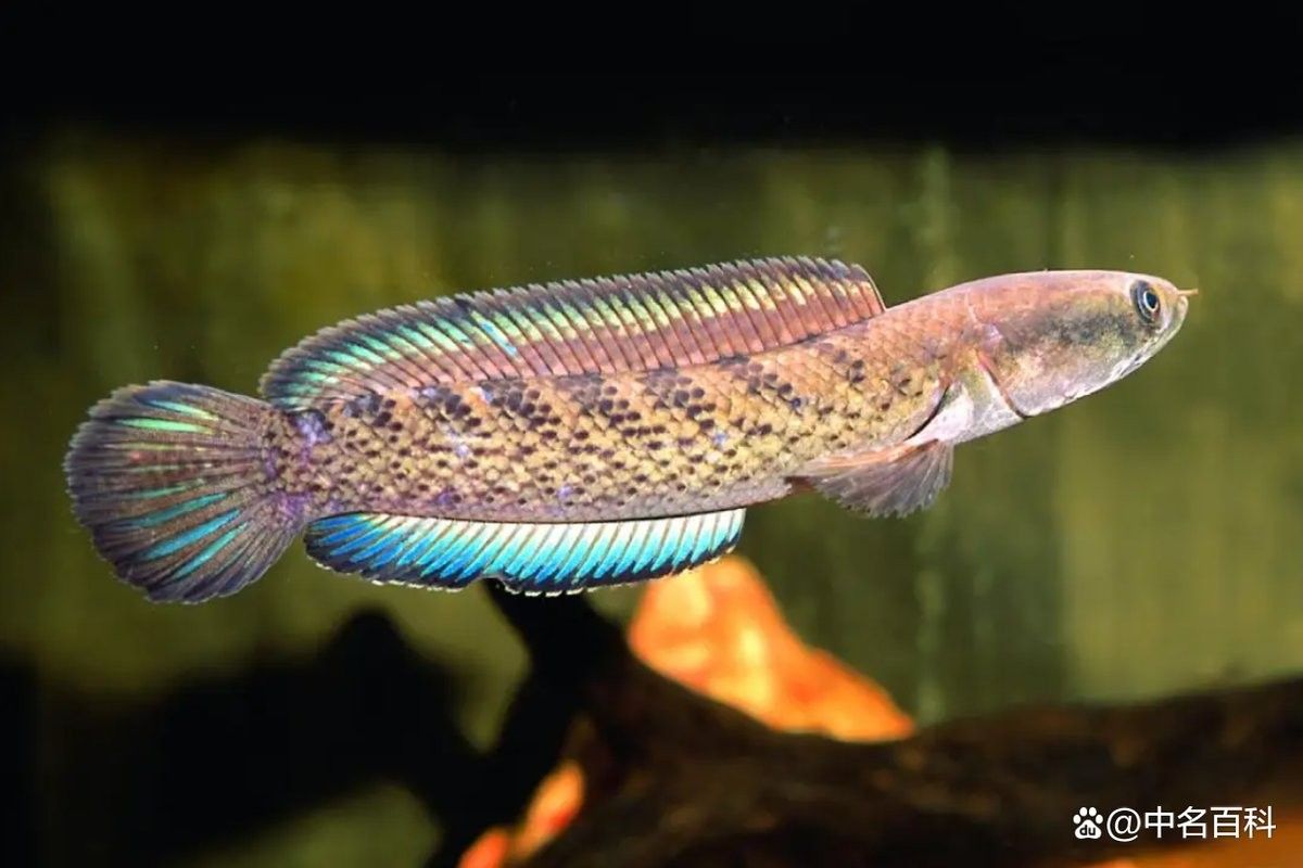 雷龍魚可以和其他什么魚混養？