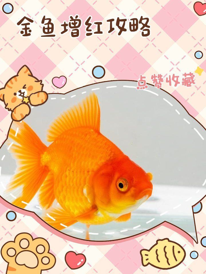 金魚增紅的最好方法