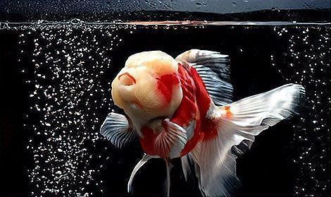 金魚增紅的最好方法