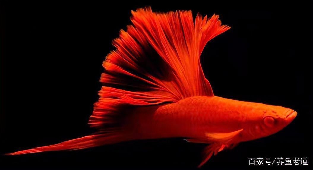 金魚增紅的最好方法