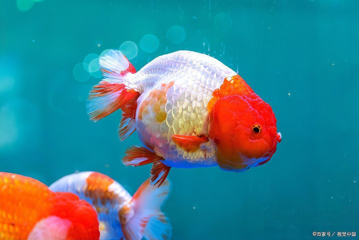 金魚增紅的最好方法