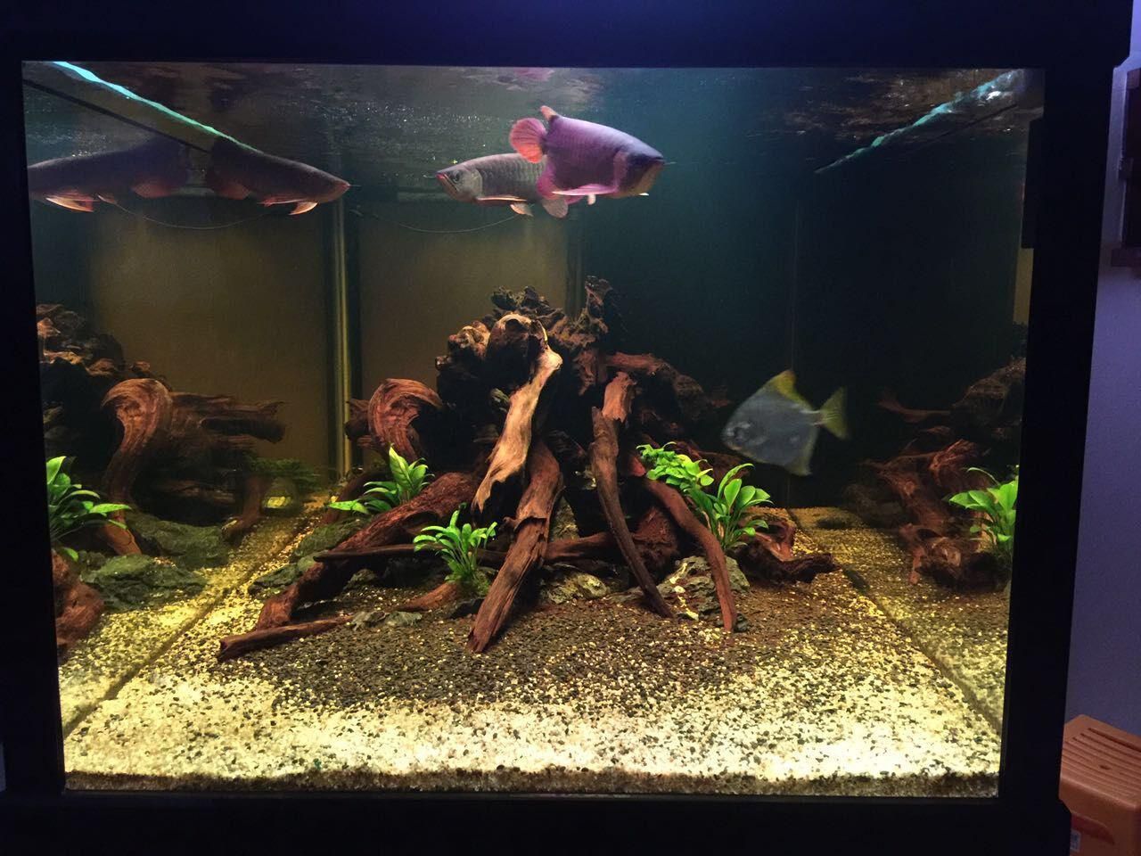 龍魚缸造景案例：杭州萬龍魚缸造景設計龍魚缸造景設計龍魚缸造景案例