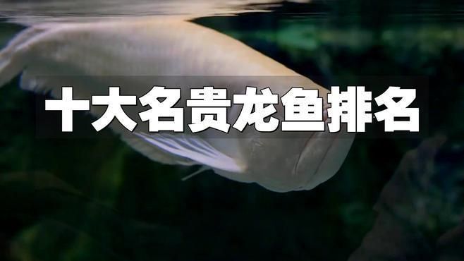 十大高檔龍魚品牌