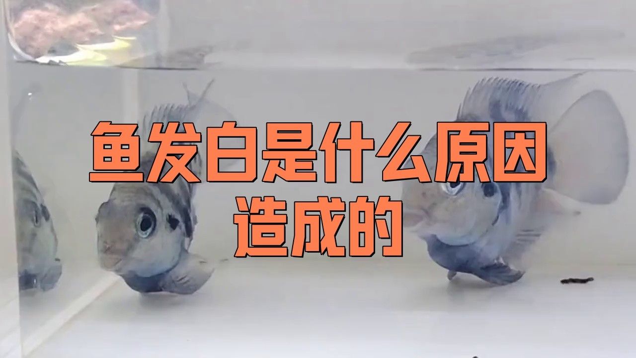 金龍魚變白是什么原因呢